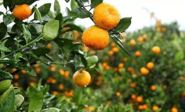 国外柑橘分拣和包装流水线是怎样的？一篇文章带你了解播